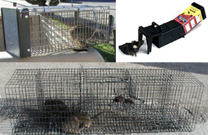 Non Lethal Kit For All Types Of Rodents Inside The Home